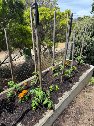 Tomato season is nearly here: give your seedlings a strong start with Osteon